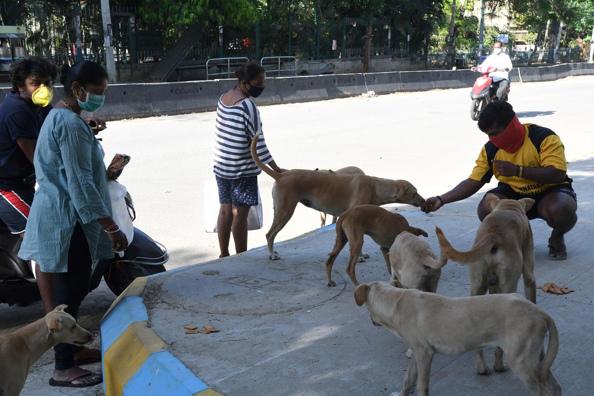 Feeding stray animals 5