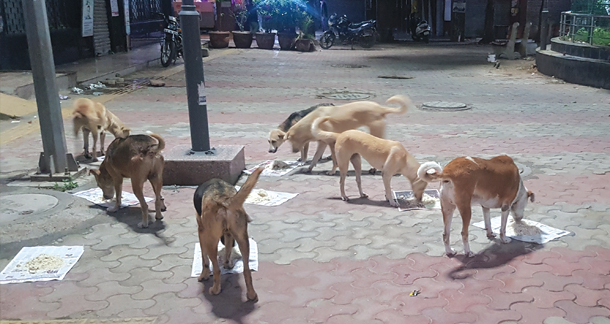 Feeding stray animals 2