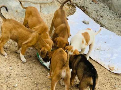 Feeding stray animals 3