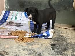 Feeding stray animals 4