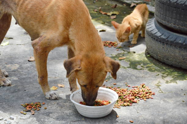 Feeding stray animals 5